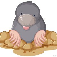 A little mole on white background illustration